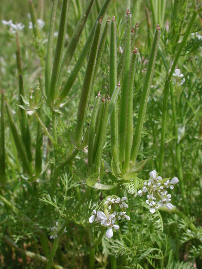 Scandix pecten-veneris