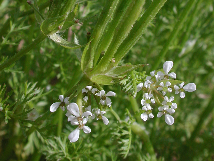 Scandix pecten-veneris