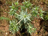 Eryngium campestre