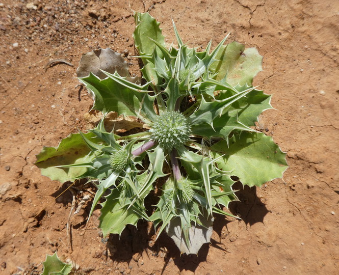 Eryngium ilicifolium