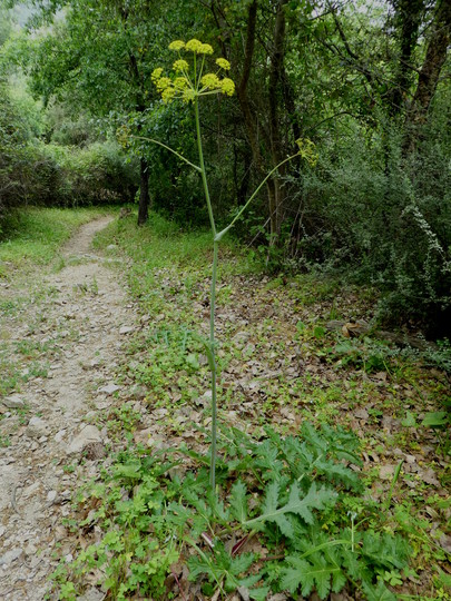 Thapsia nitida