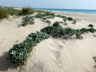 Eryngium maritimum