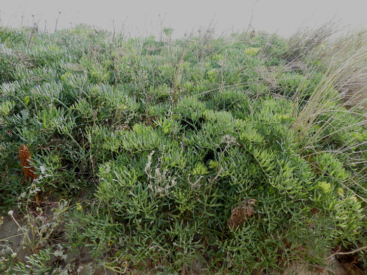 Crithmum maritimum