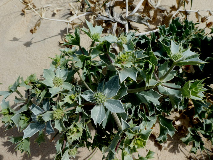 Eryngium maritimum