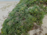 Crithmum maritimum