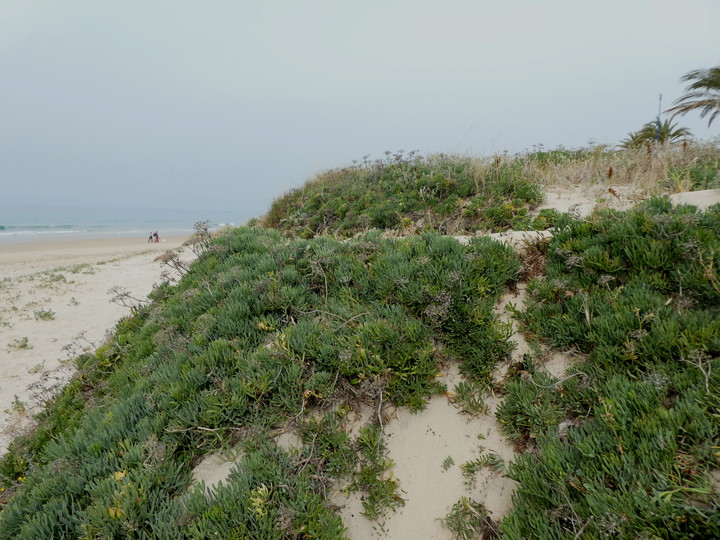 Crithmum maritimum