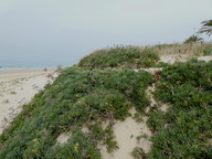 Crithmum maritimum