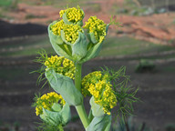 Ferula lancerottensis