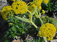 Ferula lancerottensis