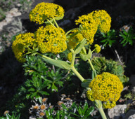 Ferula lancerottensis