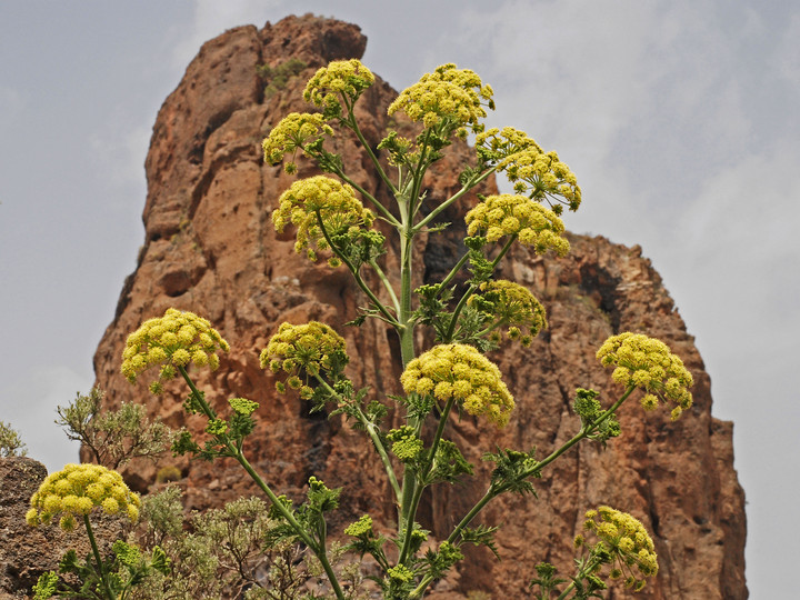 Ferula linkii