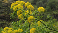 Ferula linkii