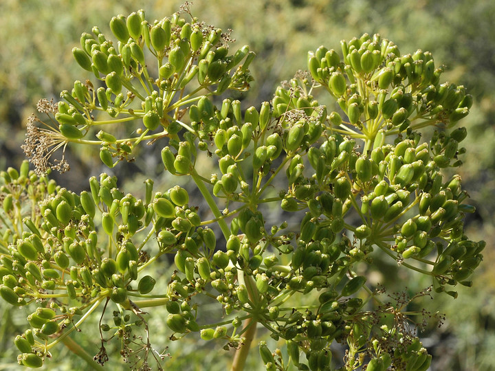 Ferula linkii