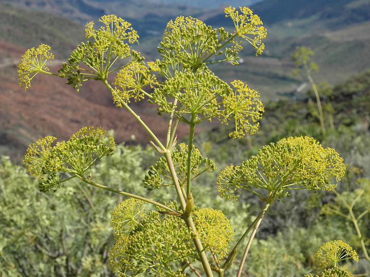 Ferula linkii