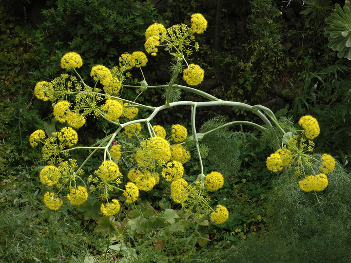 Ferula linkii