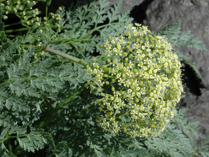 Todaroa aurea?