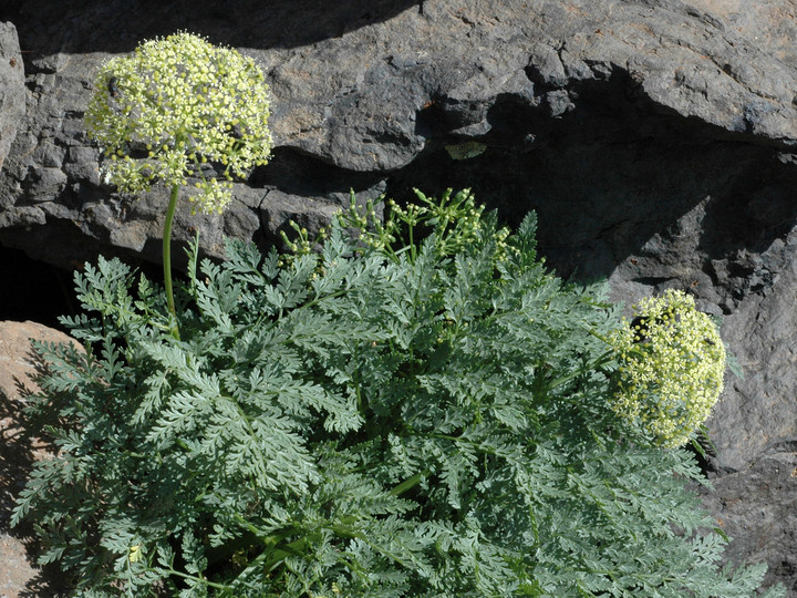 Todaroa aurea?