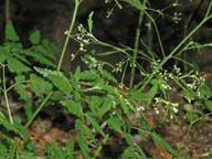 Cryptolaena elegans