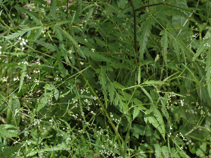 Cryptolaena elegans