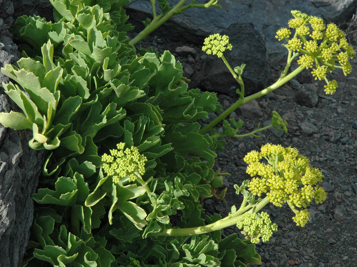 Astydamia latifolia