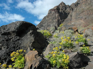 Astydamia latifolia