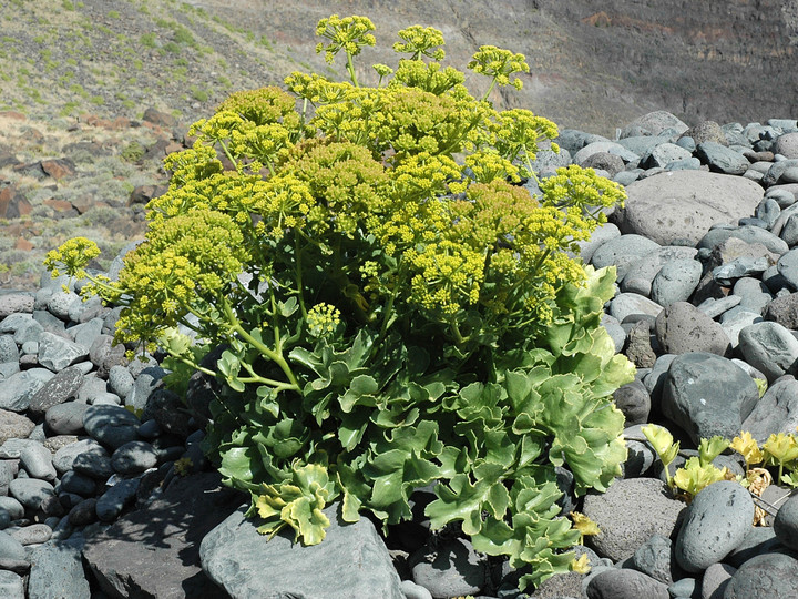 Astydamia latifolia