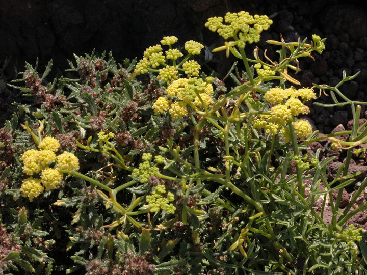 Crithmum maritimum