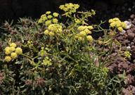 Crithmum maritimum