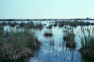 Carex elata