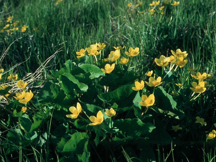 Caltha palustris