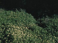 Rorippa nasturtium-aquaticum x microphylla