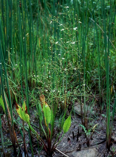 Alisma plantago-aquatica