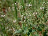 Veronica catenata