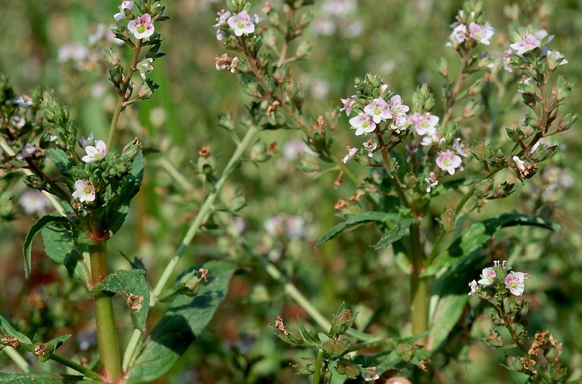 Veronica catenata