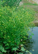 Ranunculus sceleratus