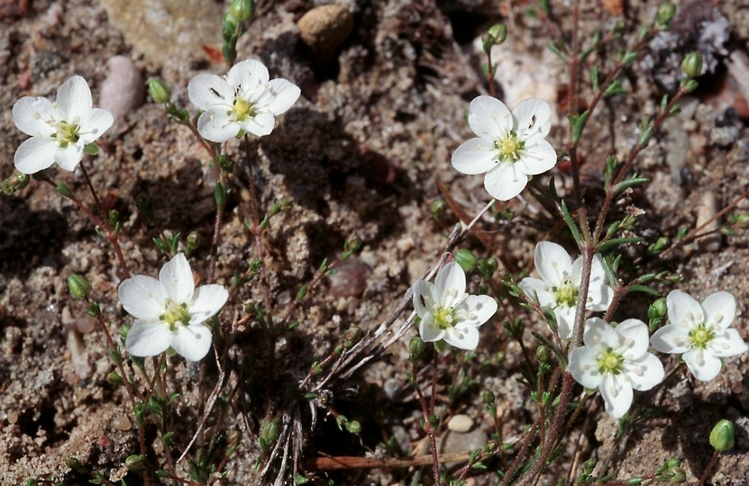 Sagina nodosa