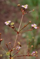 Alisma lanceolatum