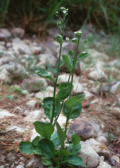 Samolus valerandi