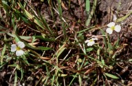 Baldellia ranunculoides