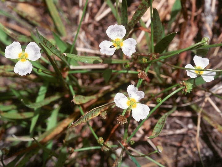 Baldellia ranunculoides