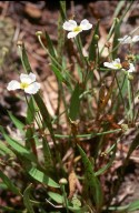 Baldellia ranunculoides