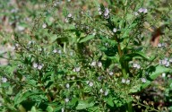 Veronica anagallis-aquatica