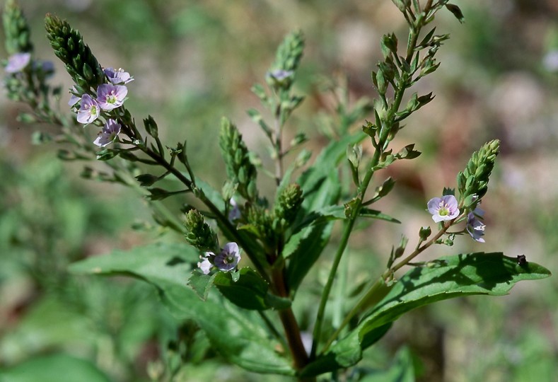 Veronica anagallis-aquatica