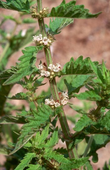 Lycopus europaeus