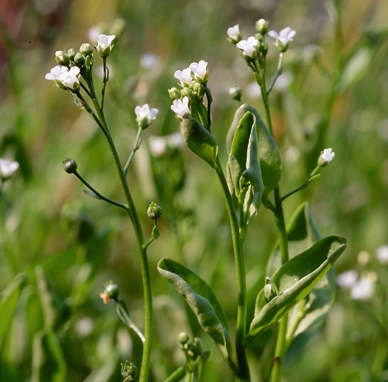 Samolus valerandi