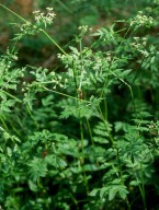 Berula erecta