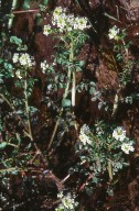 Rorippa nasturtium-aquaticum x microphylla