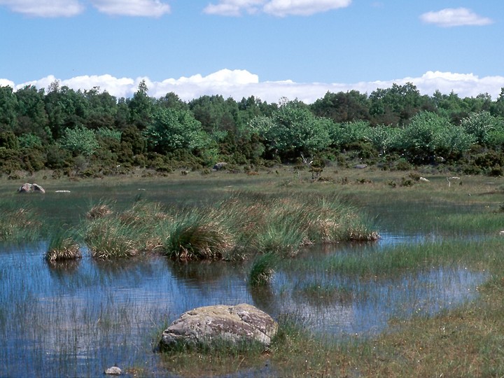 Carex elata