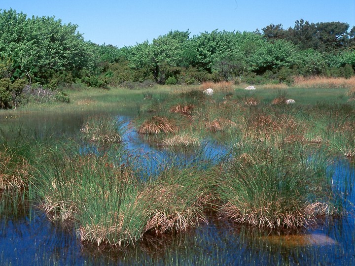 Carex elata