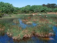 Carex elata